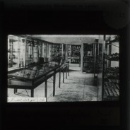 Böhl glass slide 10./1162